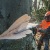 Бензопила Stihl MS 661-28" в Костроме