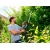 Электроножницы Gardena ComfortCut 550/50 в Костроме