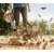 Воздуходувка бензиновая Stihl BG 56 в Костроме