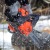 Бензопила Patriot Imperial PT 3816-16 в Костроме