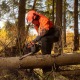 Бензопила Daewoo DACS 4516-16 в Костроме