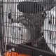 Компрессор поршневой Patriot Remeza СБ 4/С-100 LB 30 A в Костроме